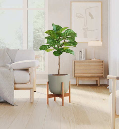 Fiddle Leaf Fig