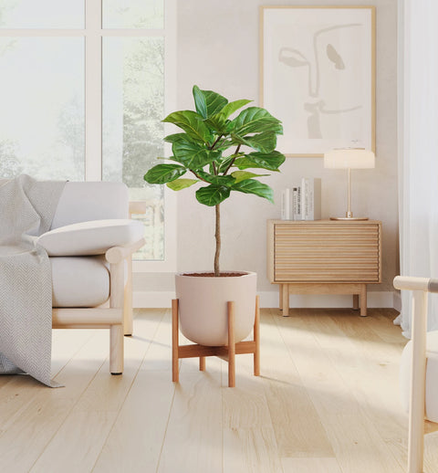 Fiddle Leaf Fig
