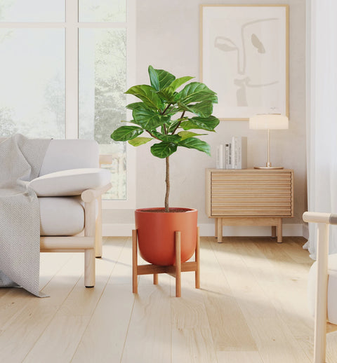 Fiddle Leaf Fig