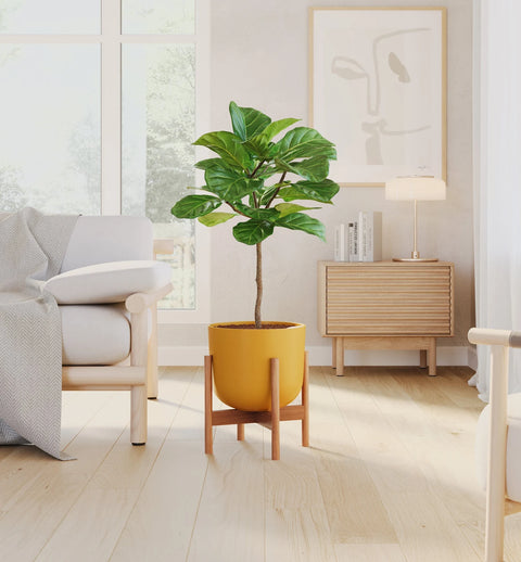 Fiddle Leaf Fig