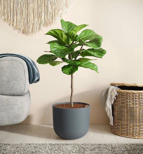 Fiddle Leaf Fig