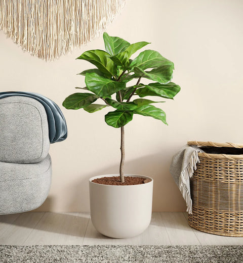 Fiddle Leaf Fig