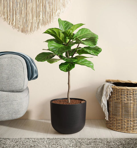 Fiddle Leaf Fig