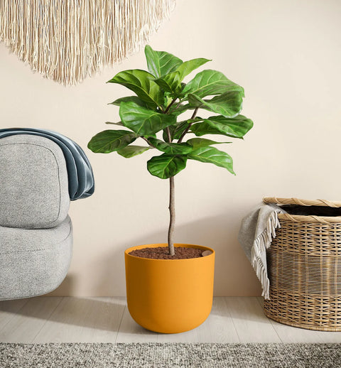 Fiddle Leaf Fig