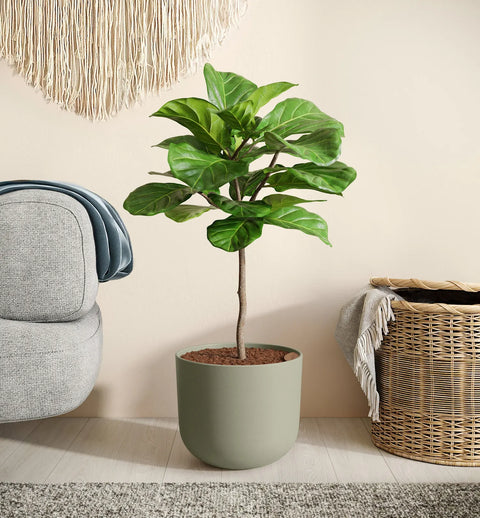 Fiddle Leaf Fig