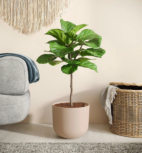 Fiddle Leaf Fig