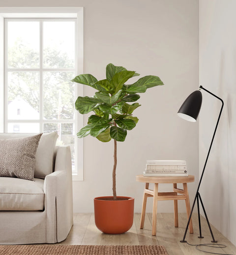 Fiddle Leaf Fig XL