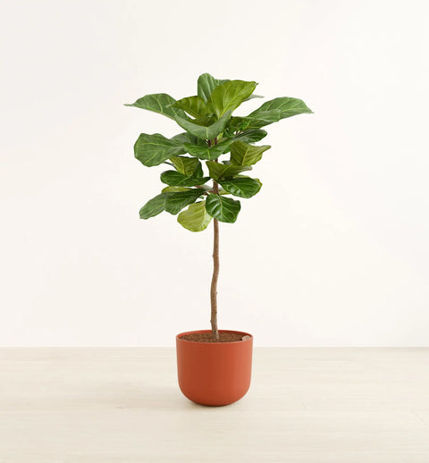 Fiddle Leaf Fig XL
