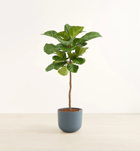 Fiddle Leaf Fig XL