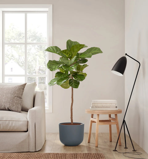Fiddle Leaf Fig XL