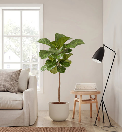 Fiddle Leaf Fig XL