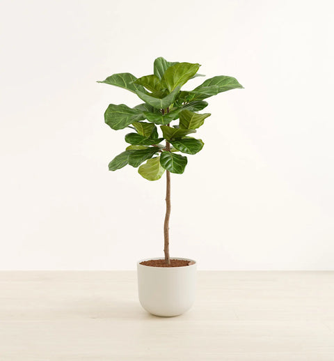 Fiddle Leaf Fig XL