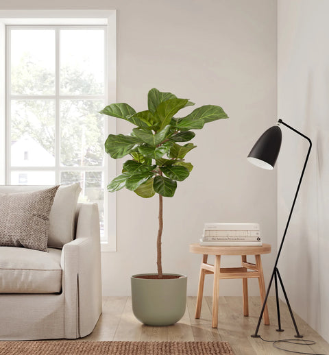 Fiddle Leaf Fig XL