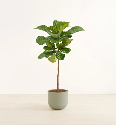 Fiddle Leaf Fig XL