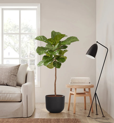 Fiddle Leaf Fig XL