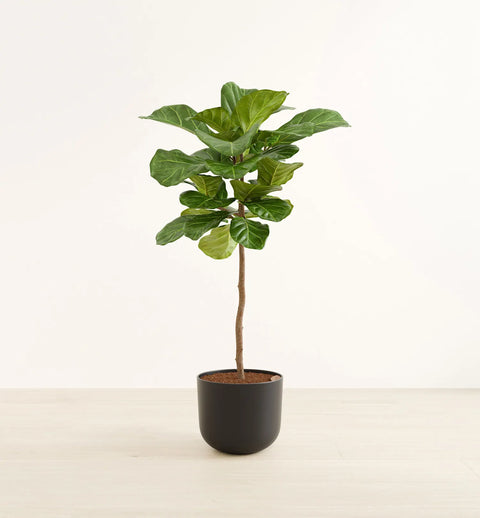 Fiddle Leaf Fig XL