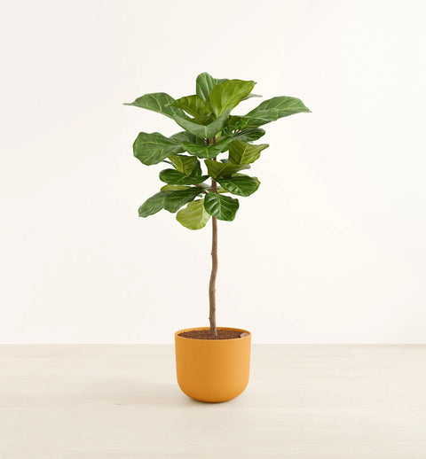 Fiddle Leaf Fig XL