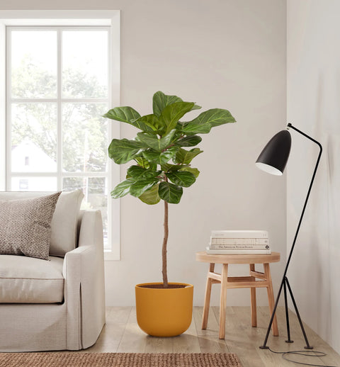 Fiddle Leaf Fig XL
