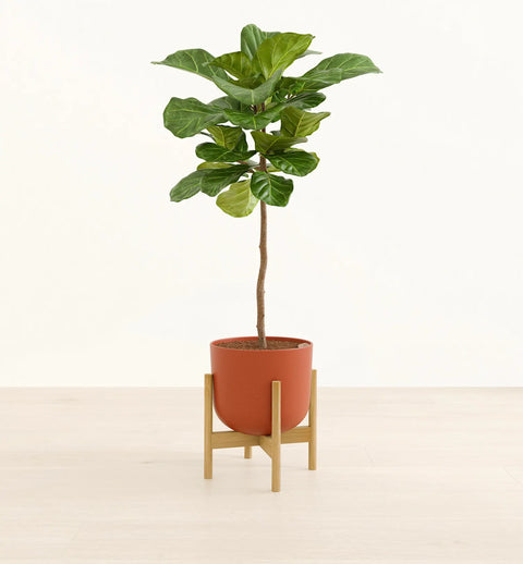 Fiddle Leaf Fig XL