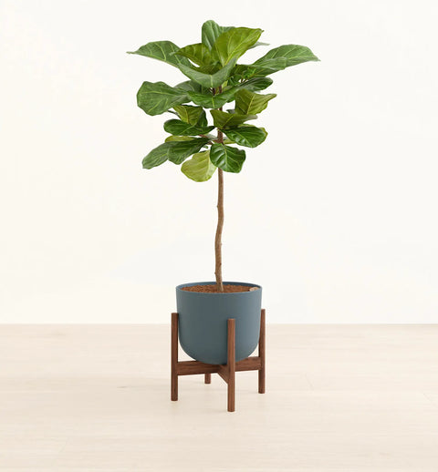 Fiddle Leaf Fig XL