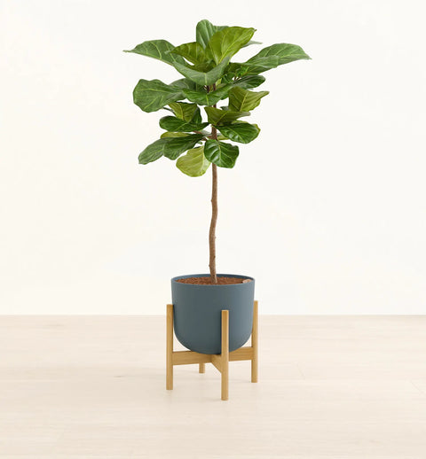 Fiddle Leaf Fig XL
