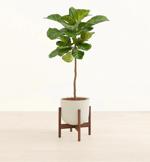 Fiddle Leaf Fig XL