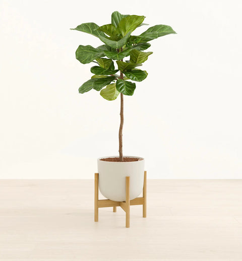 Fiddle Leaf Fig XL