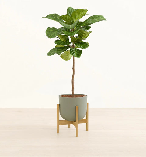 Fiddle Leaf Fig XL