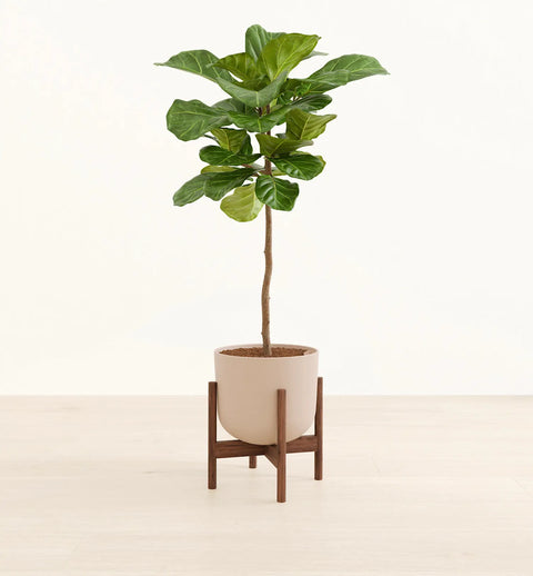Fiddle Leaf Fig XL