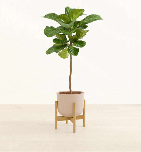Fiddle Leaf Fig XL