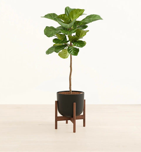 Fiddle Leaf Fig XL