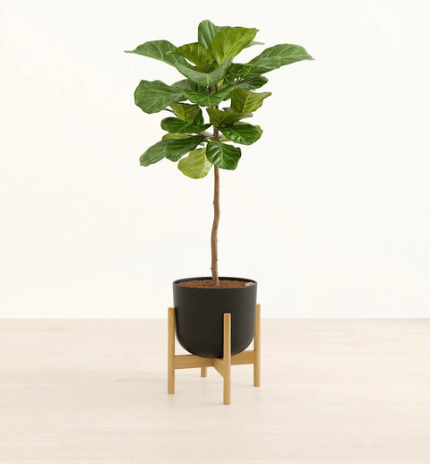 Fiddle Leaf Fig XL