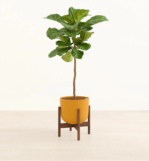 Fiddle Leaf Fig XL