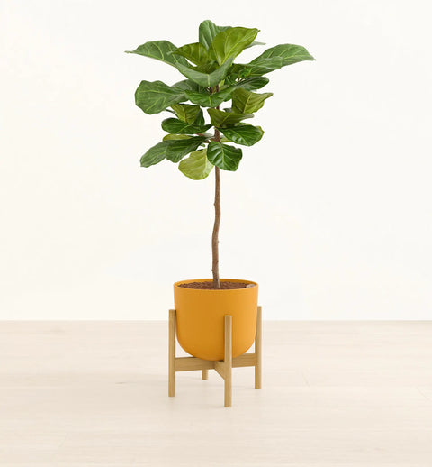 Fiddle Leaf Fig XL