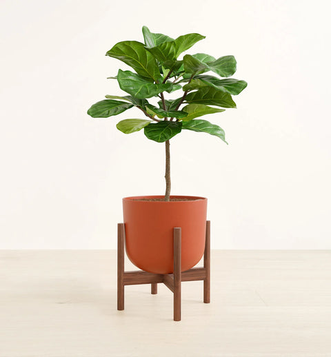 Fiddle Leaf Fig