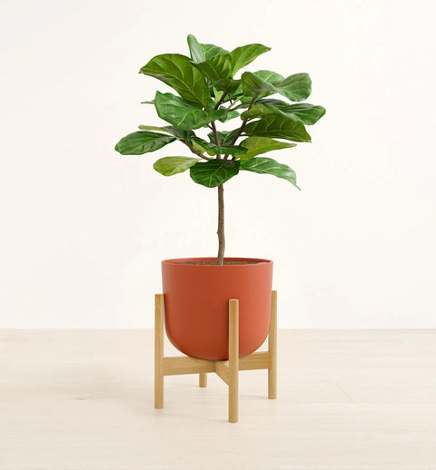 Fiddle Leaf Fig