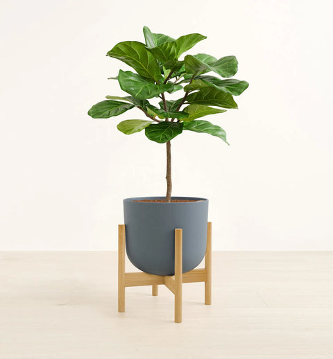 Fiddle Leaf Fig