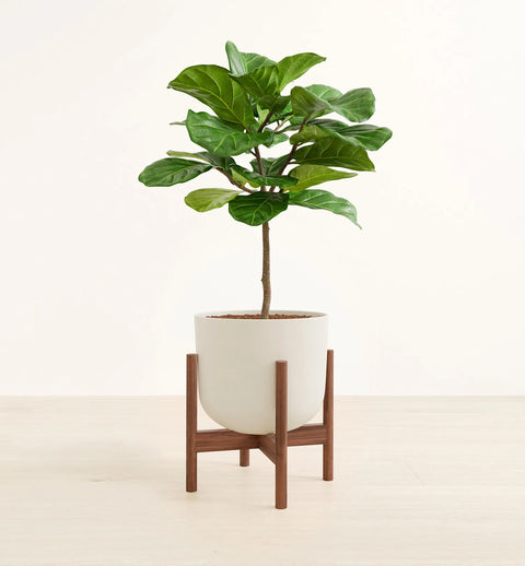 Fiddle Leaf Fig