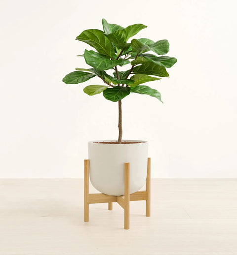Fiddle Leaf Fig