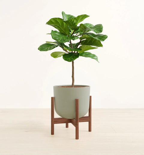 Fiddle Leaf Fig