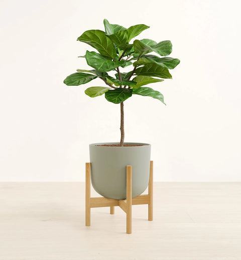 Fiddle Leaf Fig