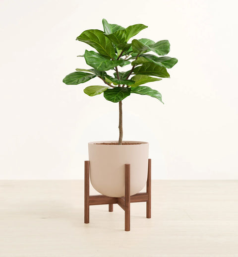 Fiddle Leaf Fig
