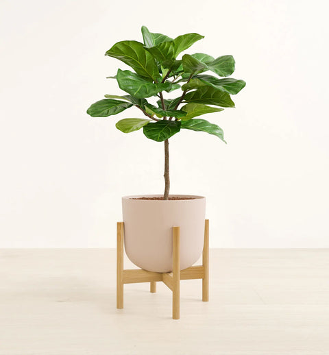 Fiddle Leaf Fig