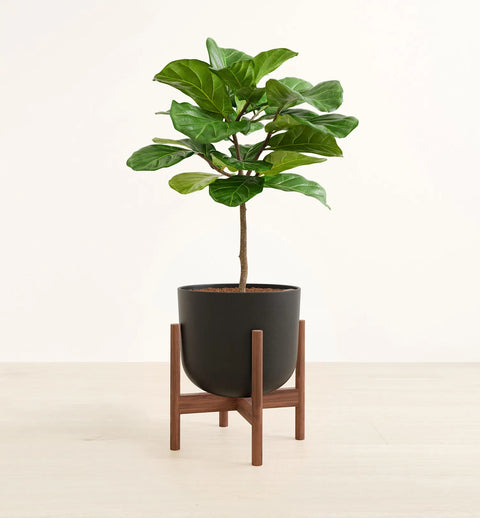 Fiddle Leaf Fig