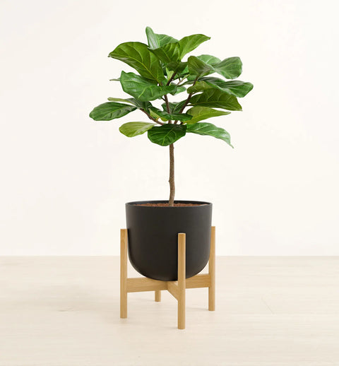 Fiddle Leaf Fig