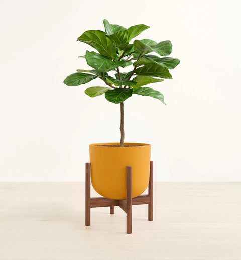 Fiddle Leaf Fig