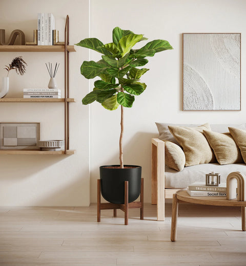 Fiddle Leaf Fig XL
