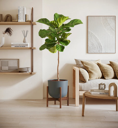 Fiddle Leaf Fig XL