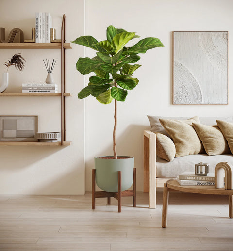 Fiddle Leaf Fig XL