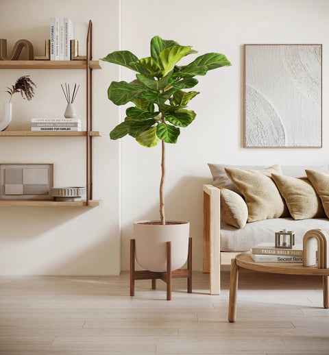 Fiddle Leaf Fig XL